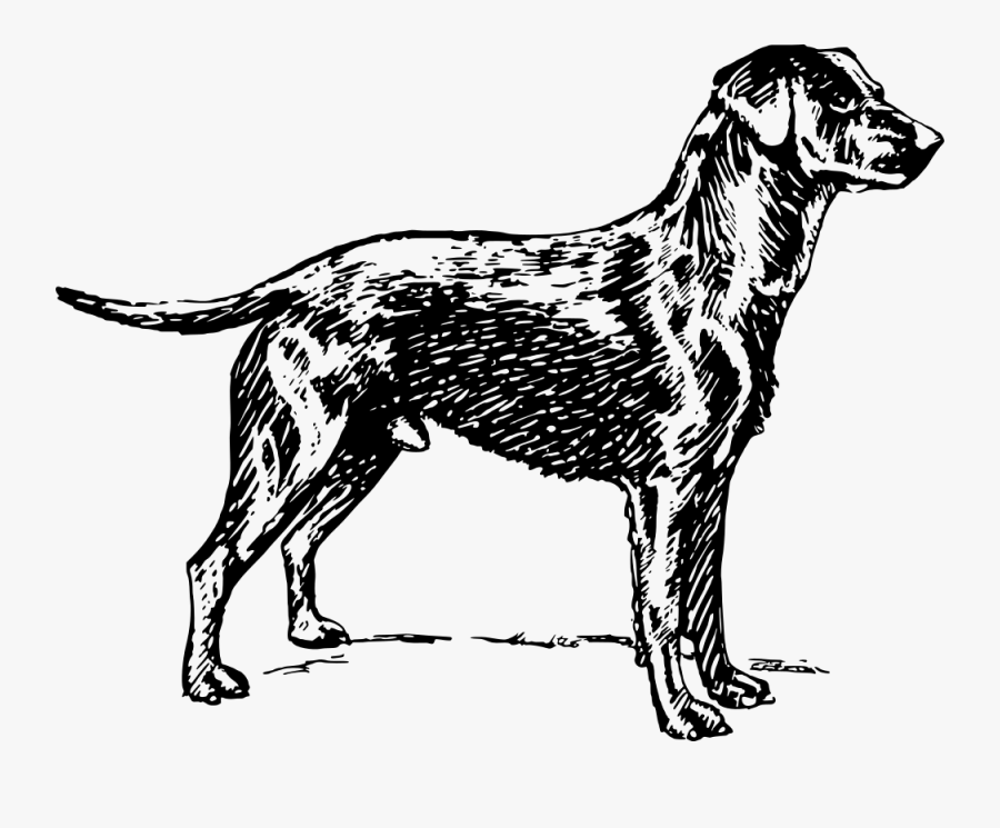Labrador Sketch Png, Transparent Clipart