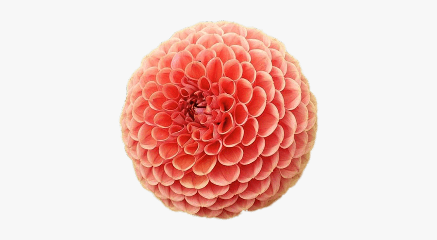 Pompom Chrysanthemum - Chrysanthemums Pompom, Transparent Clipart