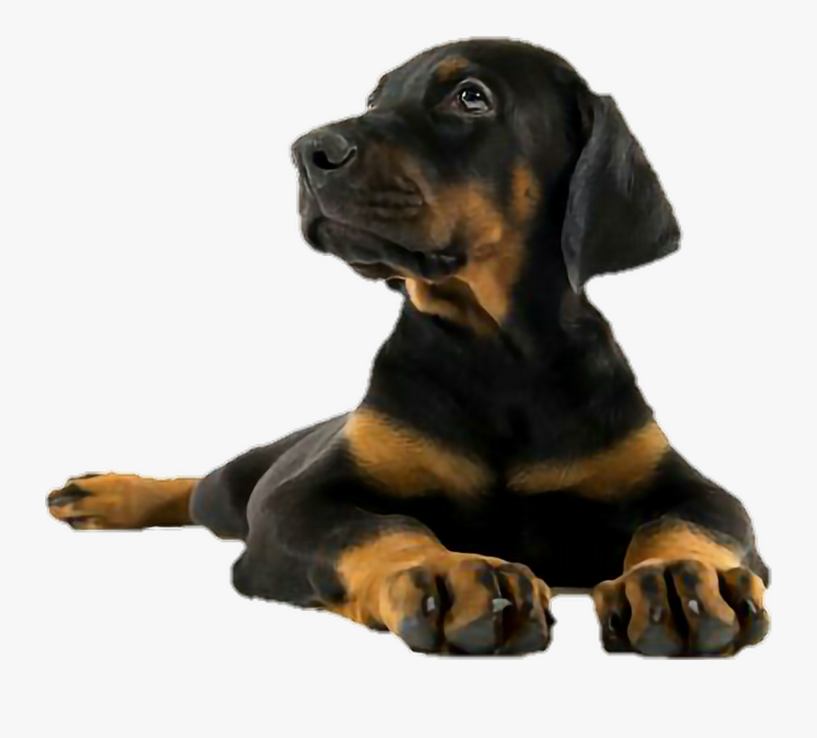 Dog,vertebrate,dog Black And Tan Hound,polish Hunting - Puppy4u, Transparent Clipart