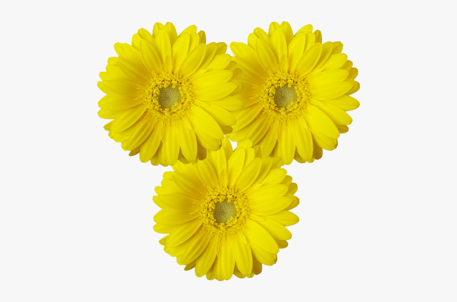 Gerbera Sundee, Transparent Clipart