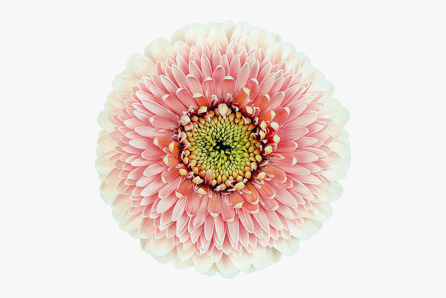 Germini Belfi, Transparent Clipart