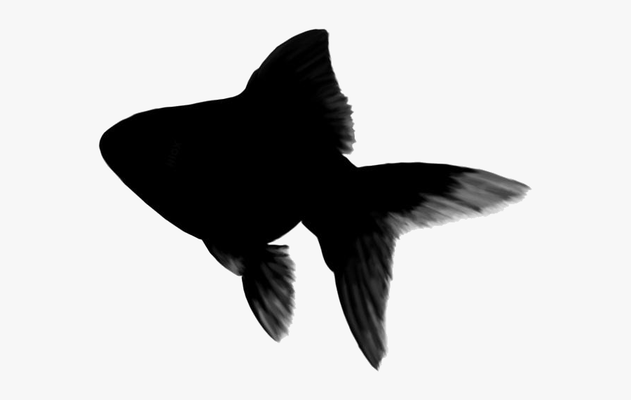 Cartoon Goldfish Png Transparent Images - Invertebrate, Transparent Clipart