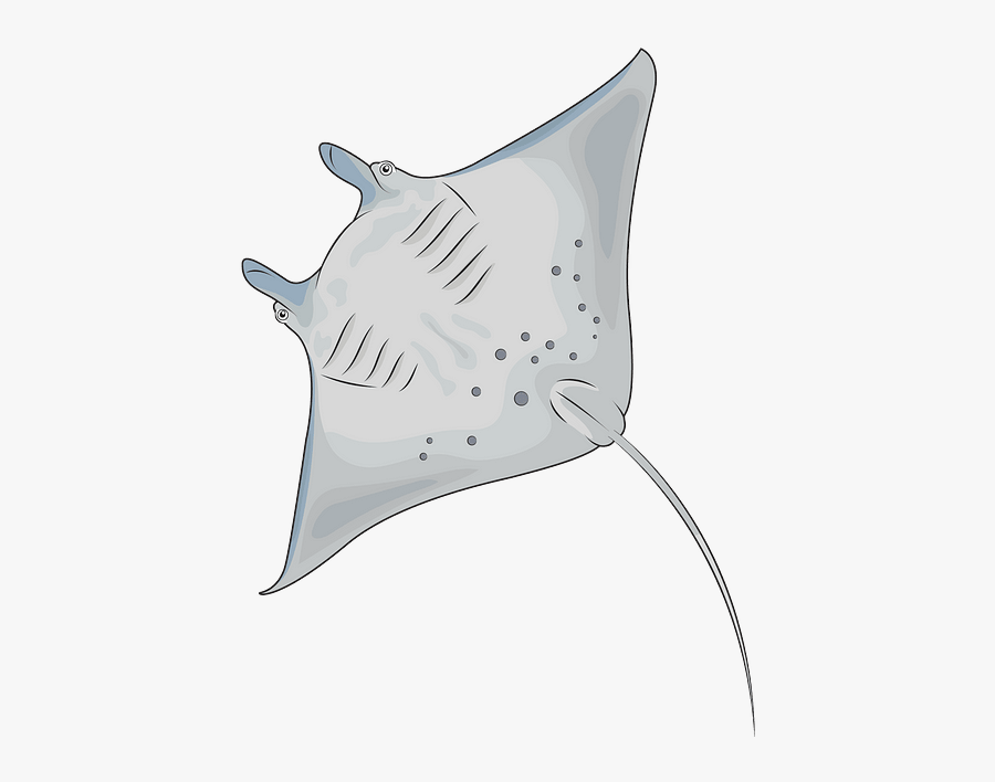 Skate, Transparent Clipart