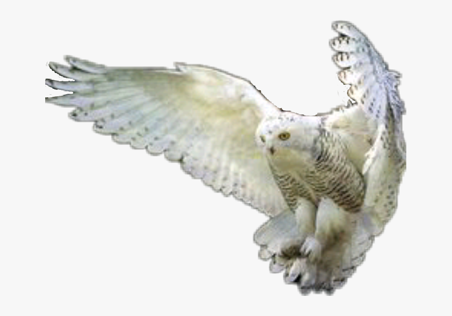 #harrypotter #hedwig #owl - Flying Owl Png, Transparent Clipart