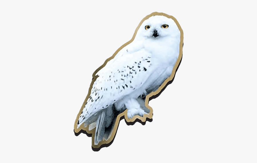 Garrï Potter Harry Potter And The Deathly Hallows Fictional - Harry Potter Eule Hedwig, Transparent Clipart