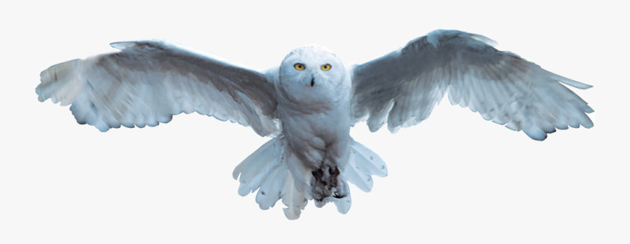 Harry Potter Hedwig Flying Png Image With No - Harry Potter Hedwig Flying, Transparent Clipart
