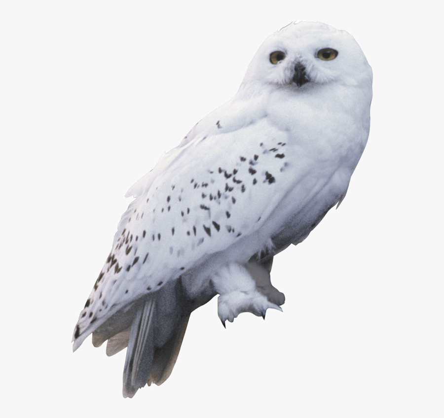 Harry Potter And The Chamber Of Secrets Owl Hedwig - Harry Potter Hedwig, Transparent Clipart