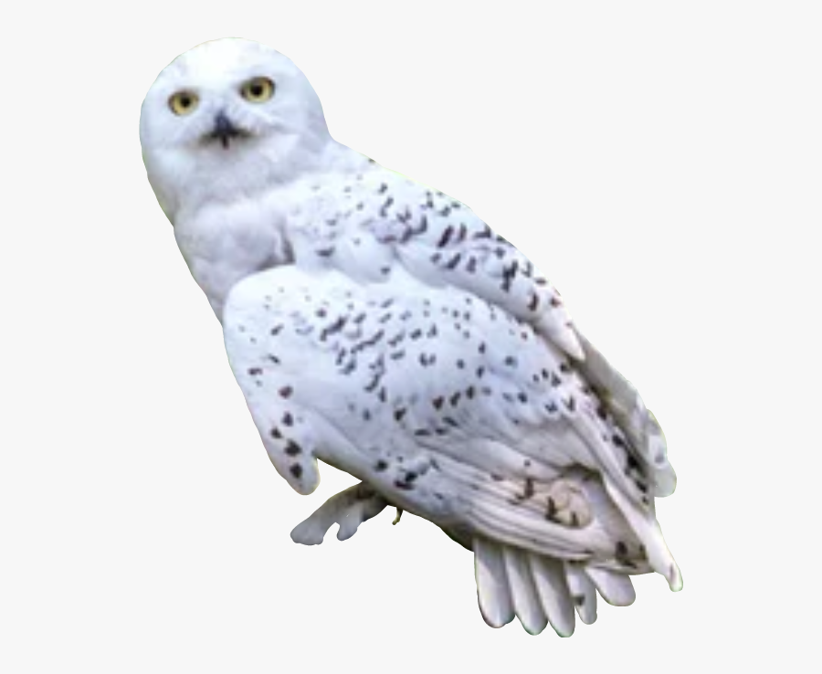 #harrypotter #hedwig #owl - Harry Potter Hedwig Png, Transparent Clipart