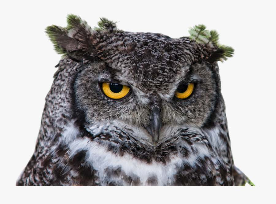 Owl Grand Duke Png - Bird Head Png, Transparent Clipart