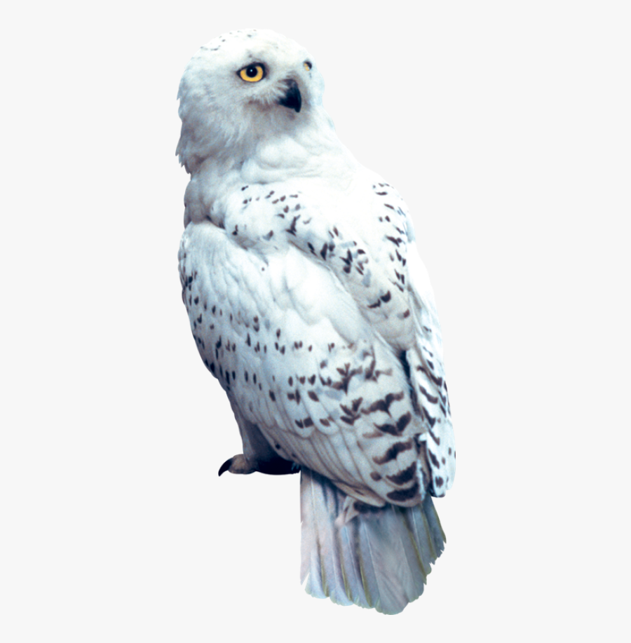 Harry Potter Owl Png, Transparent Clipart