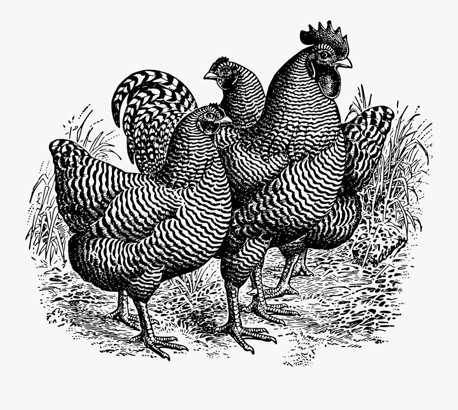 Barred Plymouth Rocks Clip Arts - Turkey, Transparent Clipart