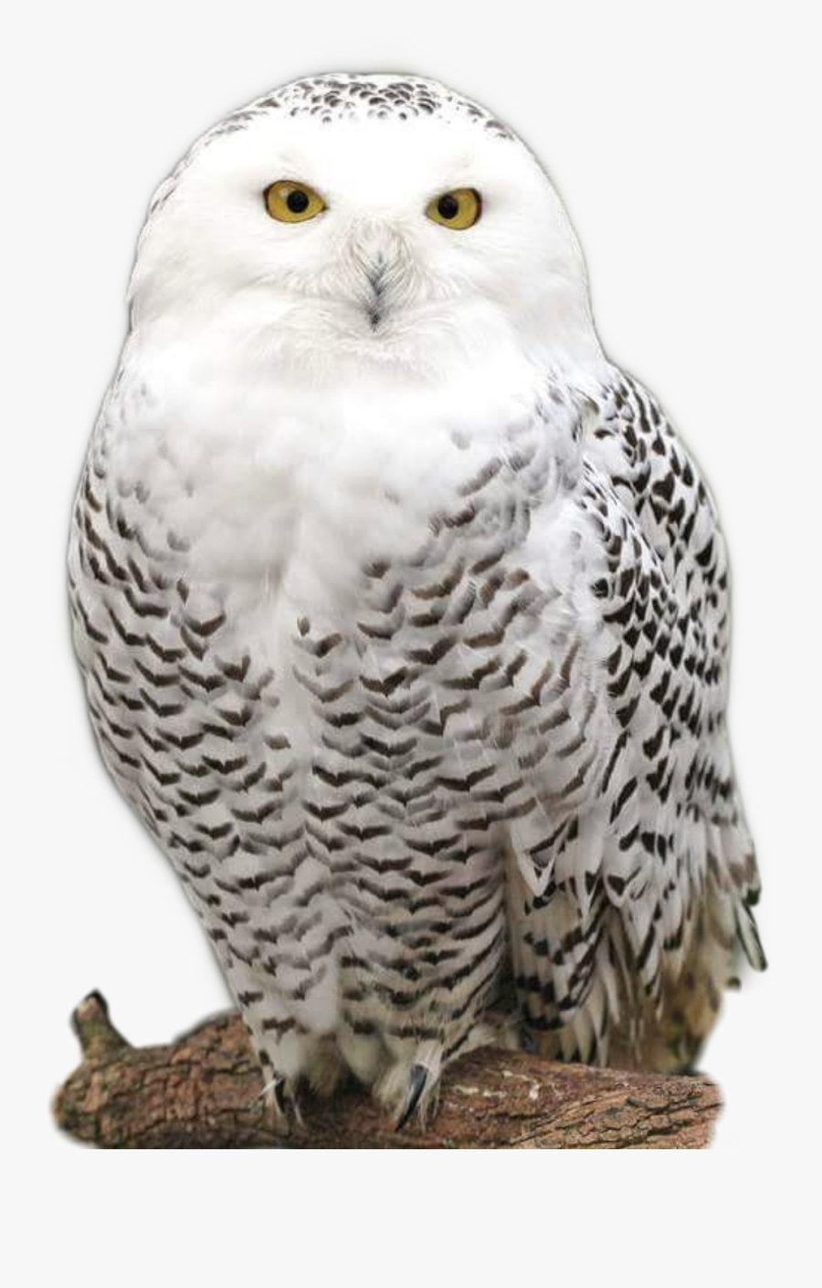 Transparent Hedwig Png - Harry Potters Owl Name, Transparent Clipart