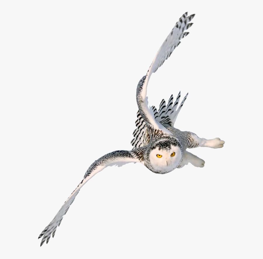Snowy Owl Image Portable Network Graphics Barn Owl - Harry Potter Owl Png, Transparent Clipart