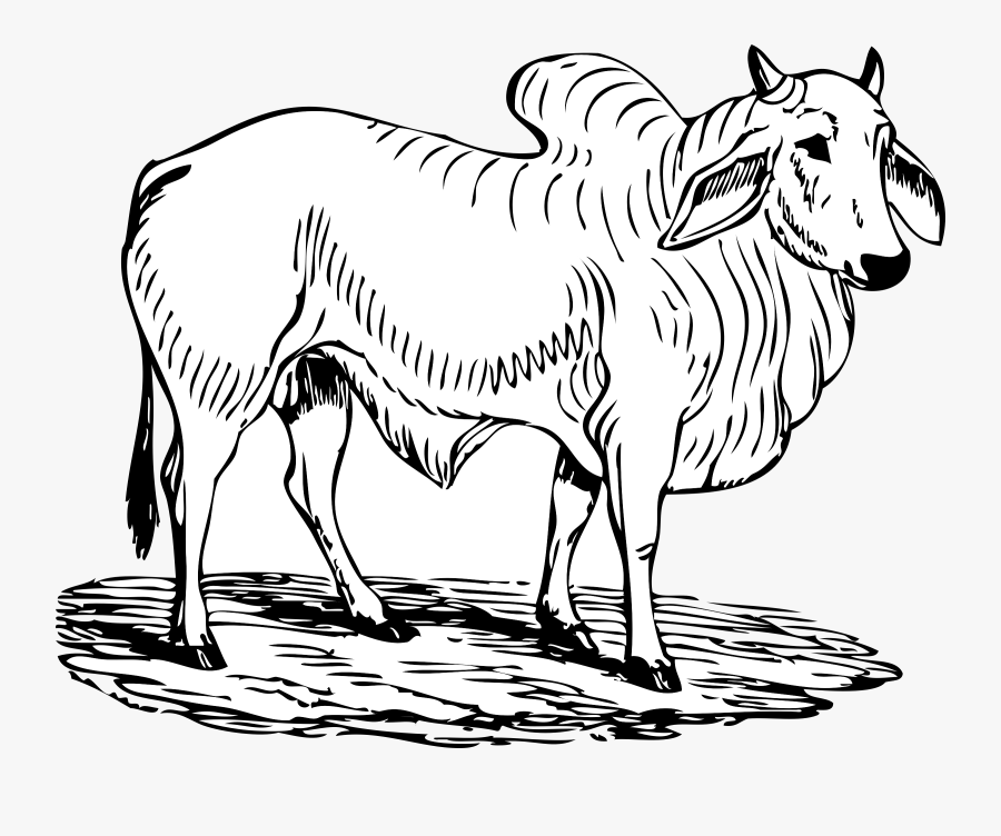 This Free Icons Png Design Of Brahma Bull - Ox Images Black And White, Transparent Clipart