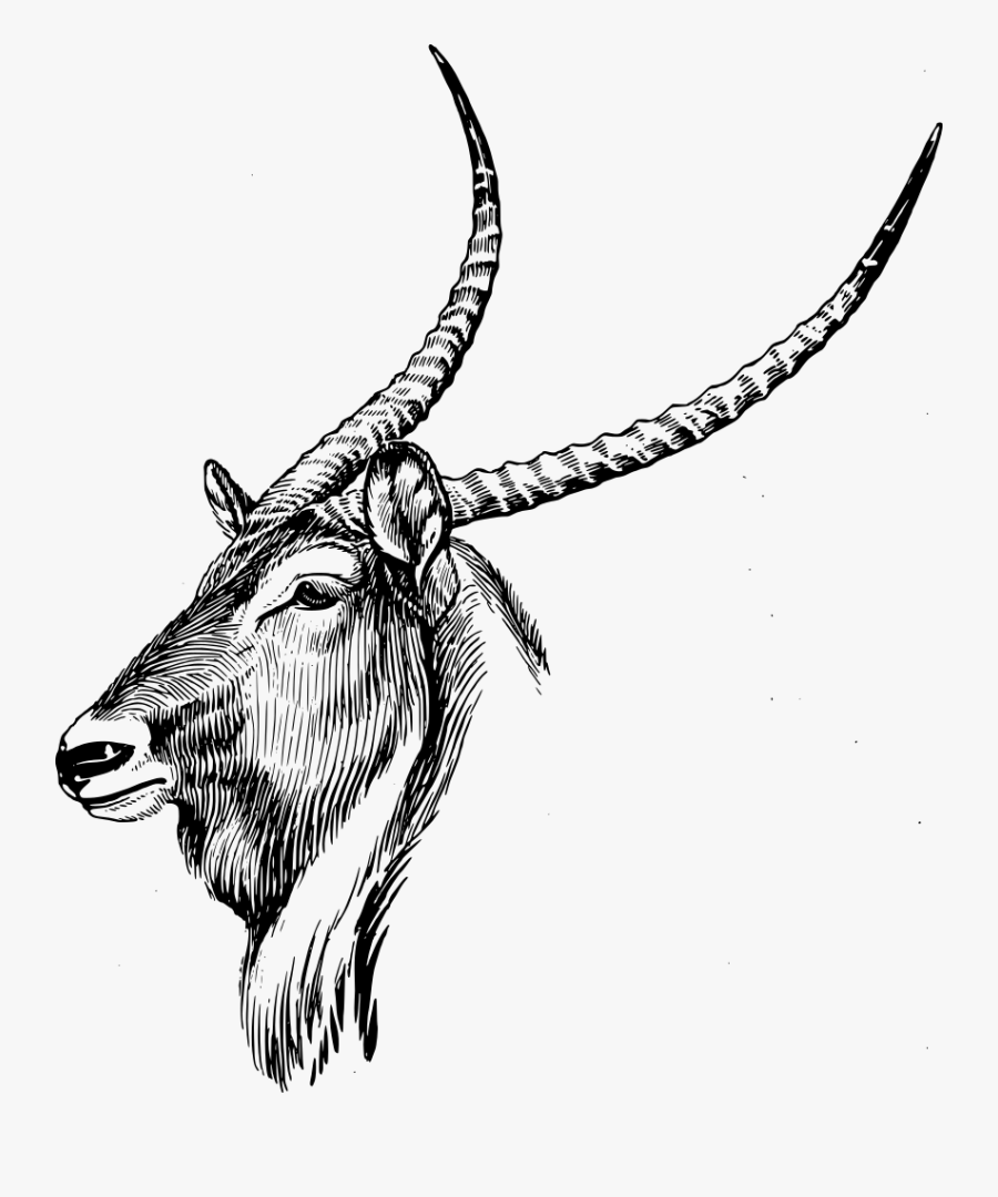 Waterbuck - Bull, Transparent Clipart