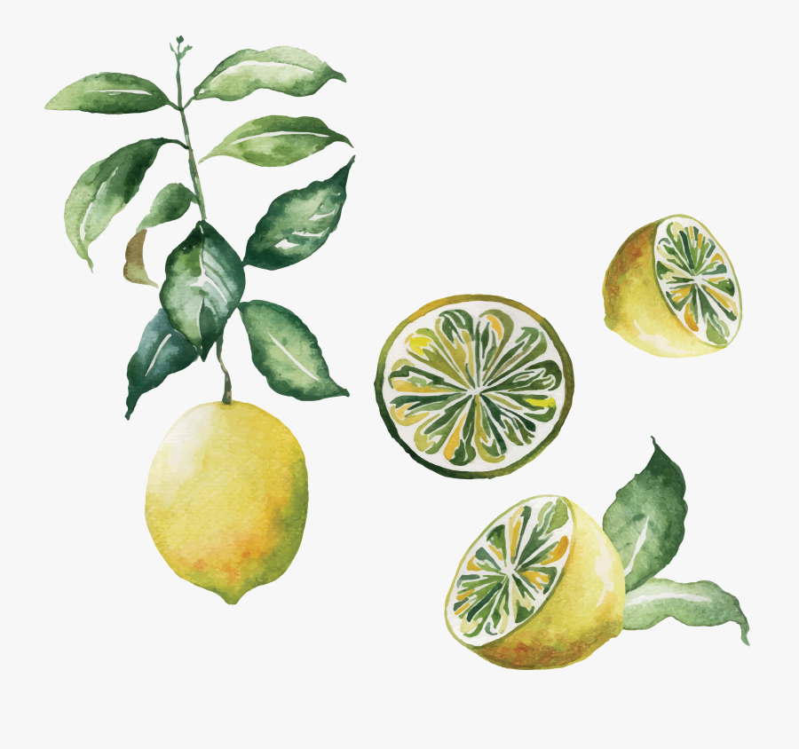 Png Lime Watercolor, Transparent Clipart