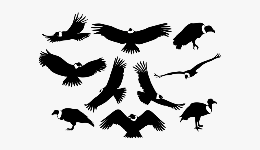 Condor Silhouettes Vector - Condor De Los Andes Vector, Transparent Clipart