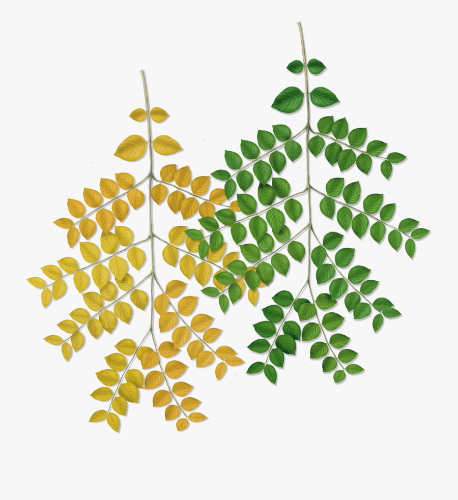 Kentucky Coffee Tree Leaves Clip Art, Transparent Clipart