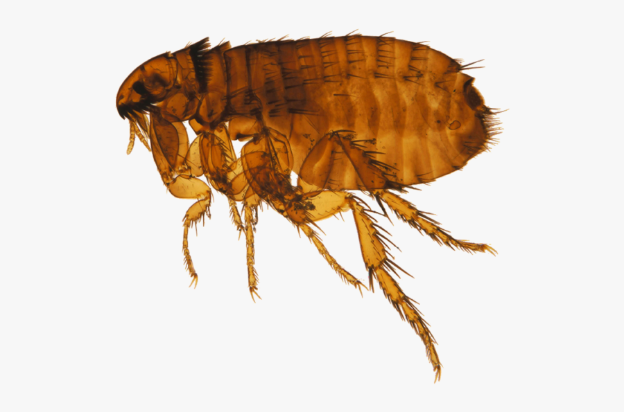 Clip Art Png Images Free Download - Flea Png, Transparent Clipart