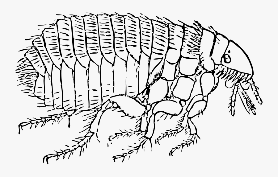 Flea - Flea Black And White, Transparent Clipart
