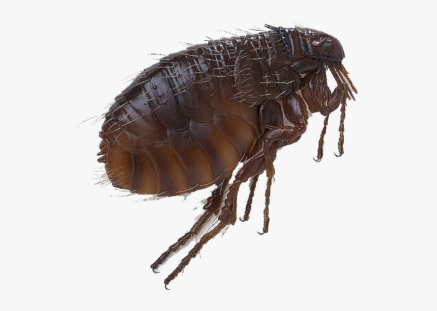 Flea Png Photo - Transparent Flea Png, Transparent Clipart