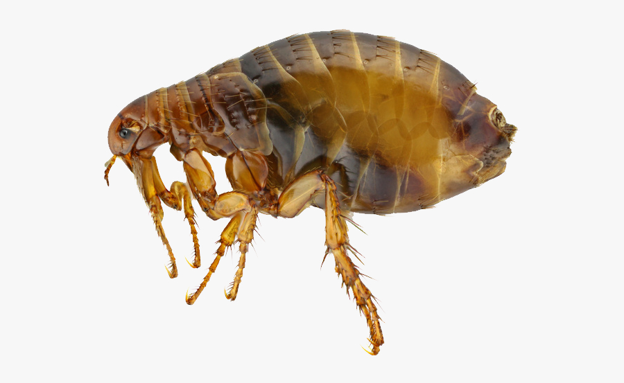Flea Png - Dog Fleas, Transparent Clipart