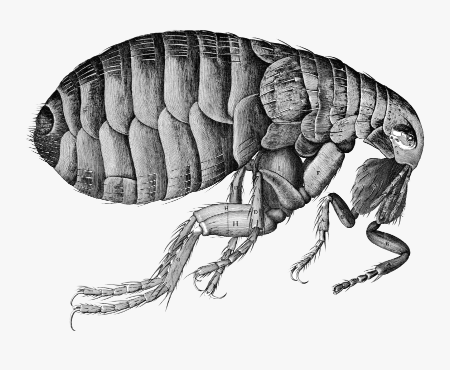 Flea Png - Micrographia Robert Hooke, Transparent Clipart