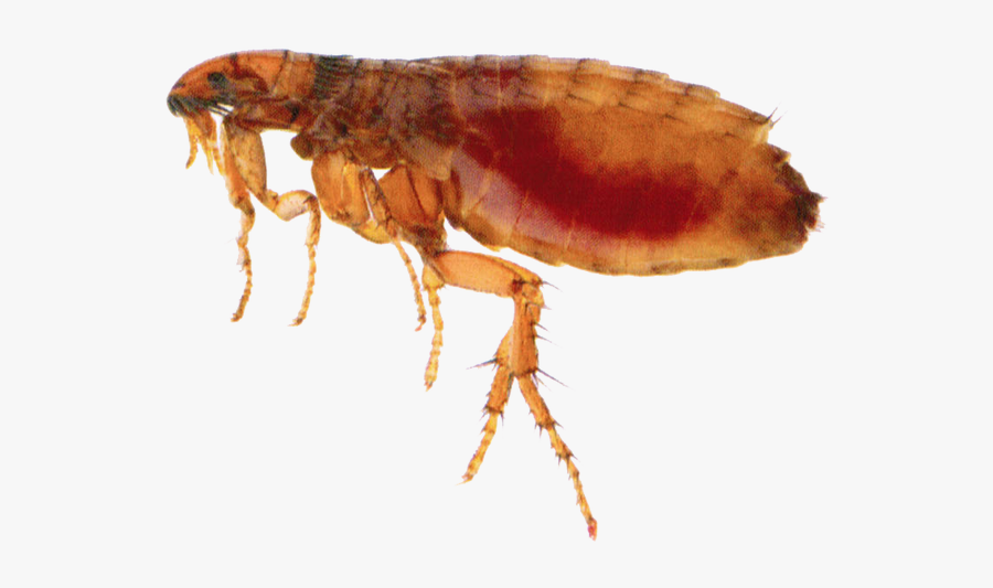 Flea Png Transparent Picture - Flea Insect, Transparent Clipart