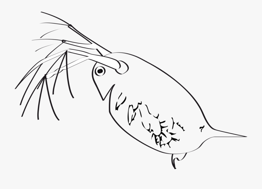 Line Art,head,leaf - Cartilaginous Fish, Transparent Clipart