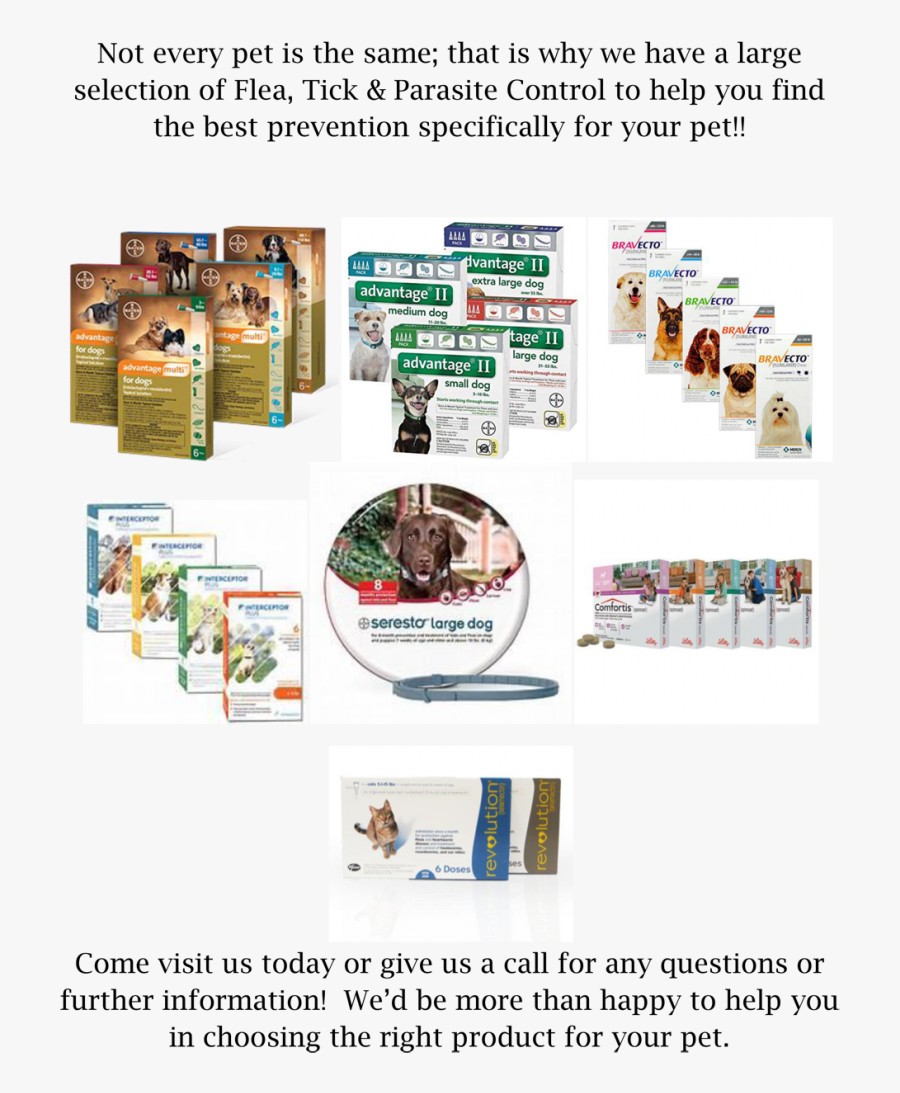 Transparent Fleas Clipart - Flyer, Transparent Clipart