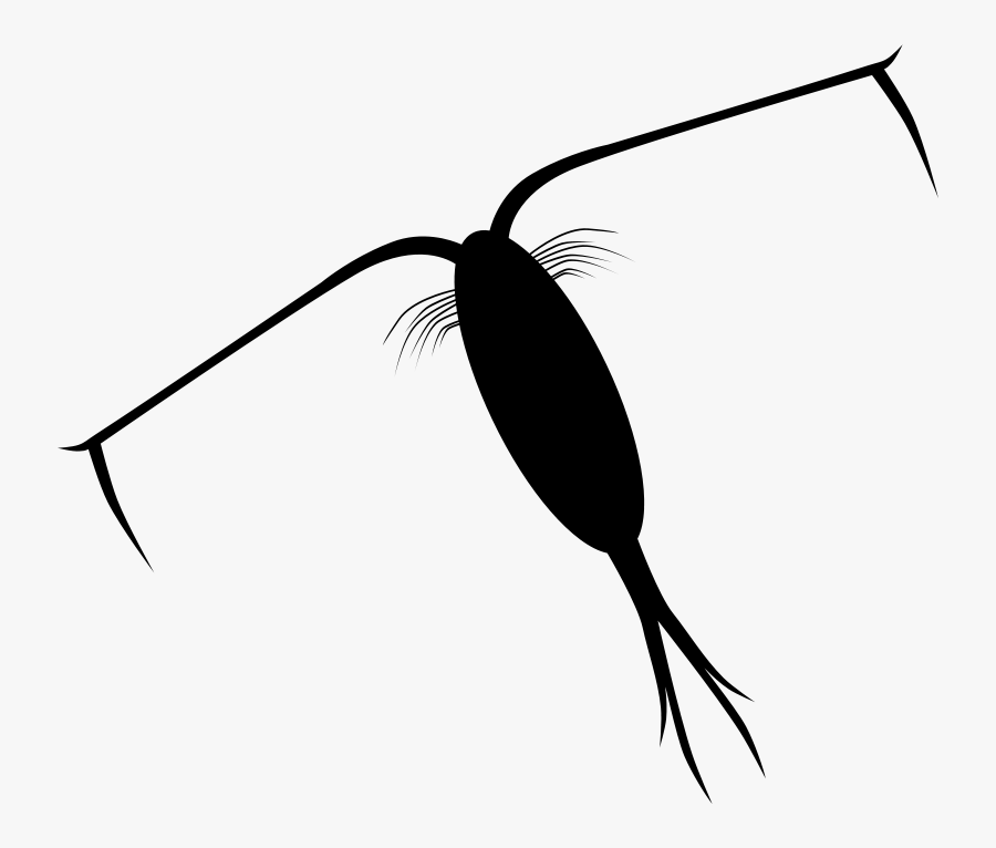 Zooplankton Silhouette - Zooplankton Png, Transparent Clipart