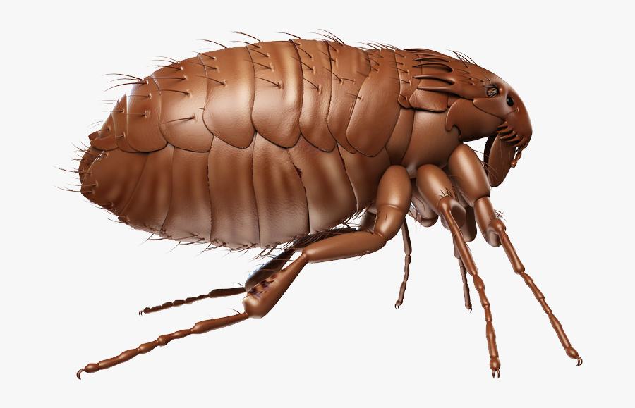 Flea Png - Блоха Клипарт, Transparent Clipart