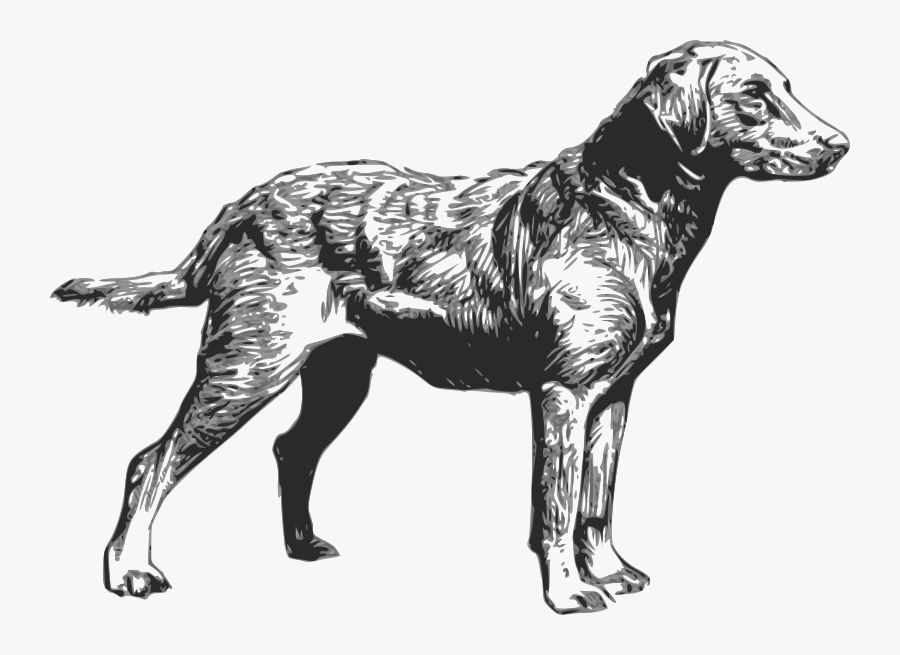 Chesapeake Bay Retriever - Chesapeake Bay Retriever Logo, Transparent Clipart