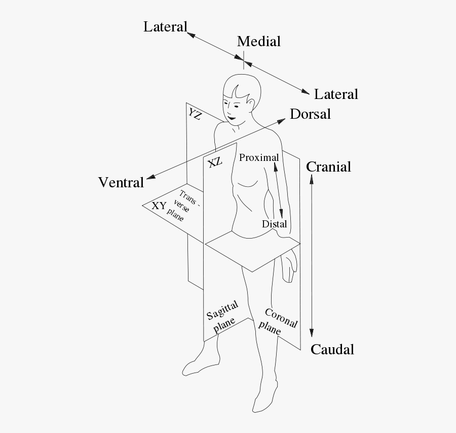Body plan. Bilateria. Body cavities. Описание частей тела человека. Dorsal mesentery.