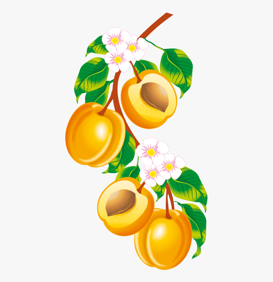 Peach Fruit, Clip Art, Illustrations, Pictures - Peach Border Clip Art, Transparent Clipart