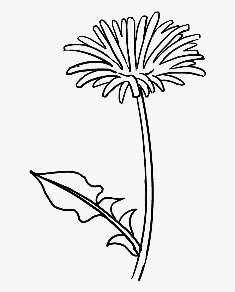 Drawing Spring Easy Transparent Png Clipart Free Download - Dandelion Flower Drawing Easy, Transparent Clipart
