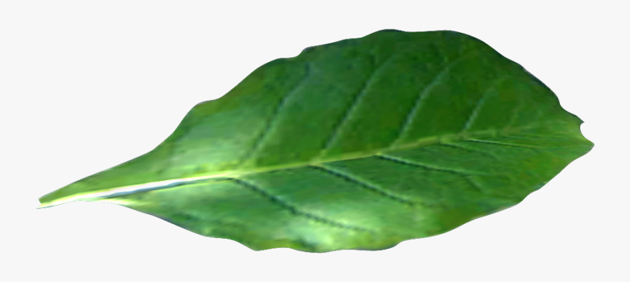 Tobacco - Tobacco Leaf Transparent Background, Transparent Clipart