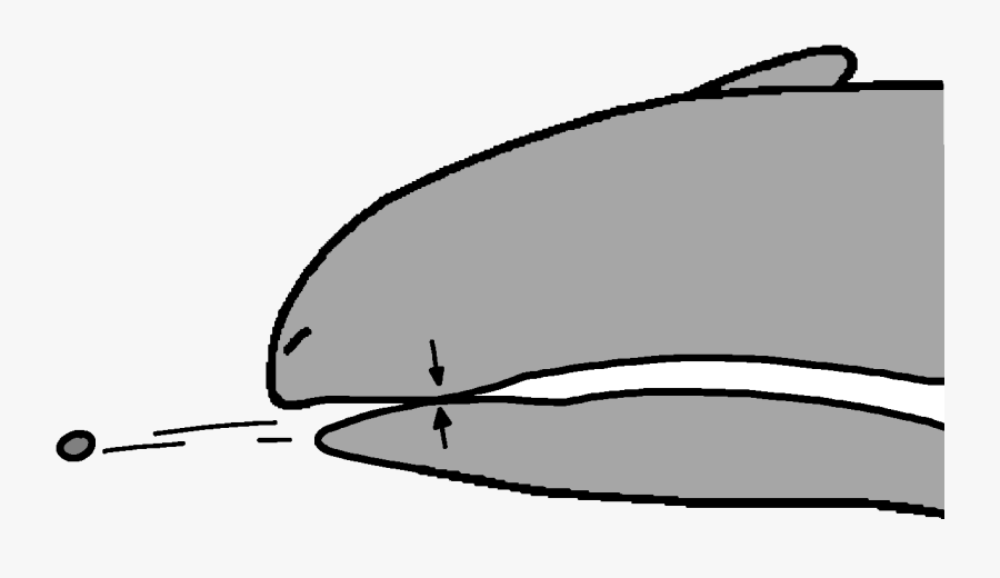 Bone Clip Pebble - Whale, Transparent Clipart