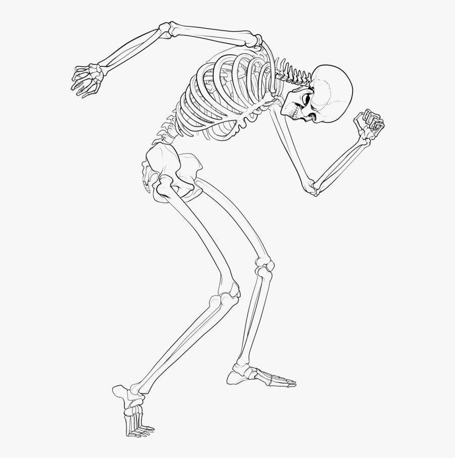 Transparent Arm Bone Clipart - Line Art, Transparent Clipart