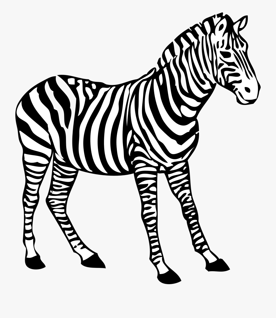 Zebra Clipart Black And White - Zebra Coloring Pages, Transparent Clipart