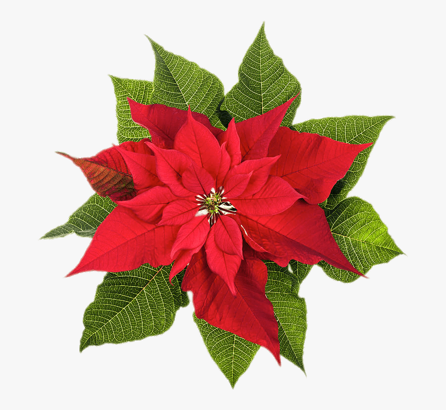 Poinsettia Top View - Poinsettia December Birth Flower, Transparent Clipart