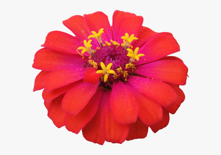Flower, Red, Zinnia, Nature, Flowers Isolated - Zinnia, Transparent Clipart