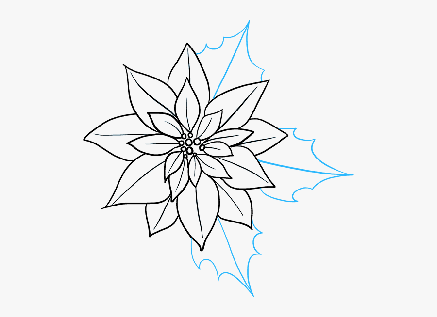 How To Draw Poinsettia - Poinsettia Drawing, Transparent Clipart