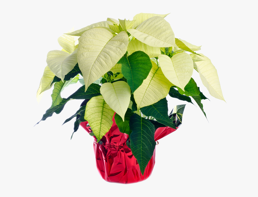White Poinsettia - Poinsettia - Houseplant, Transparent Clipart