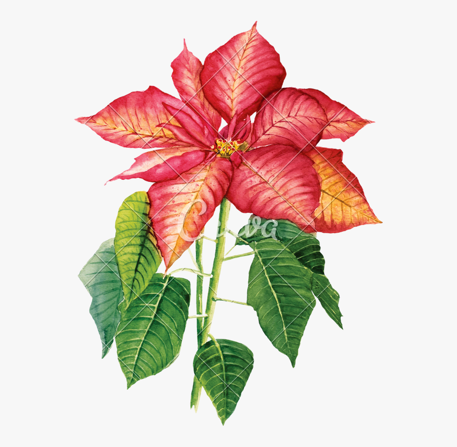 Clip Art Poinsettia Watercolor - Craftemotions, Transparent Clipart