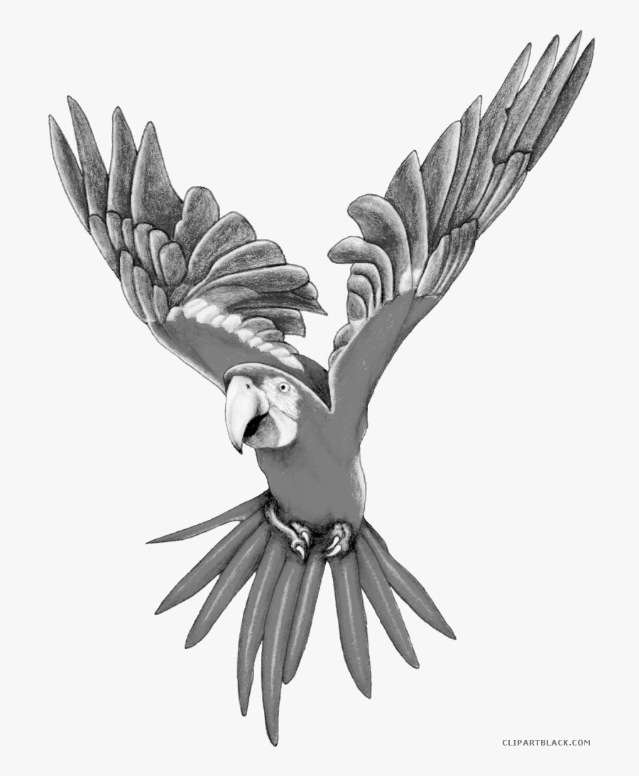 Clipartblack Com Animal Free - Parrots, Transparent Clipart