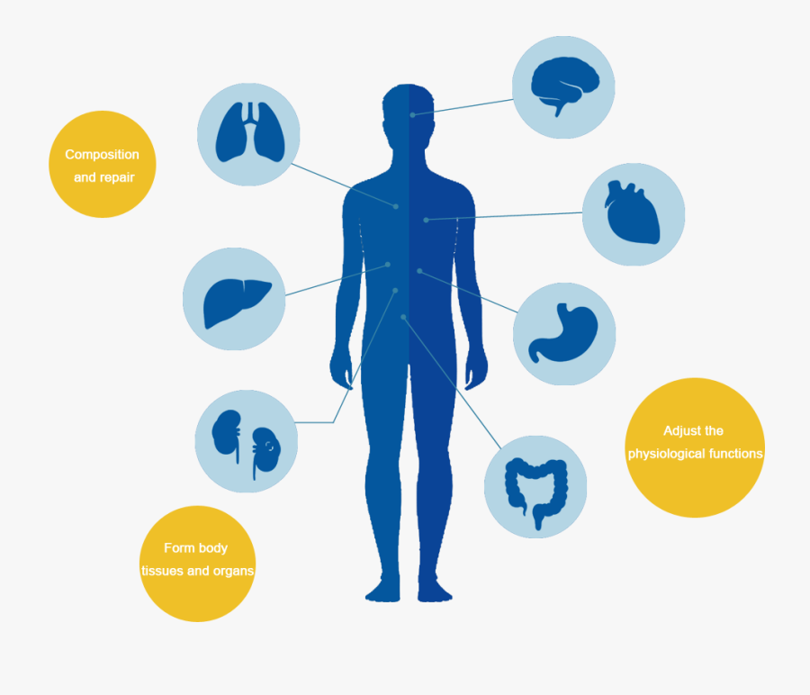 The Three Main Functions Of Protein Maintain Normal - Graphic Design, Transparent Clipart