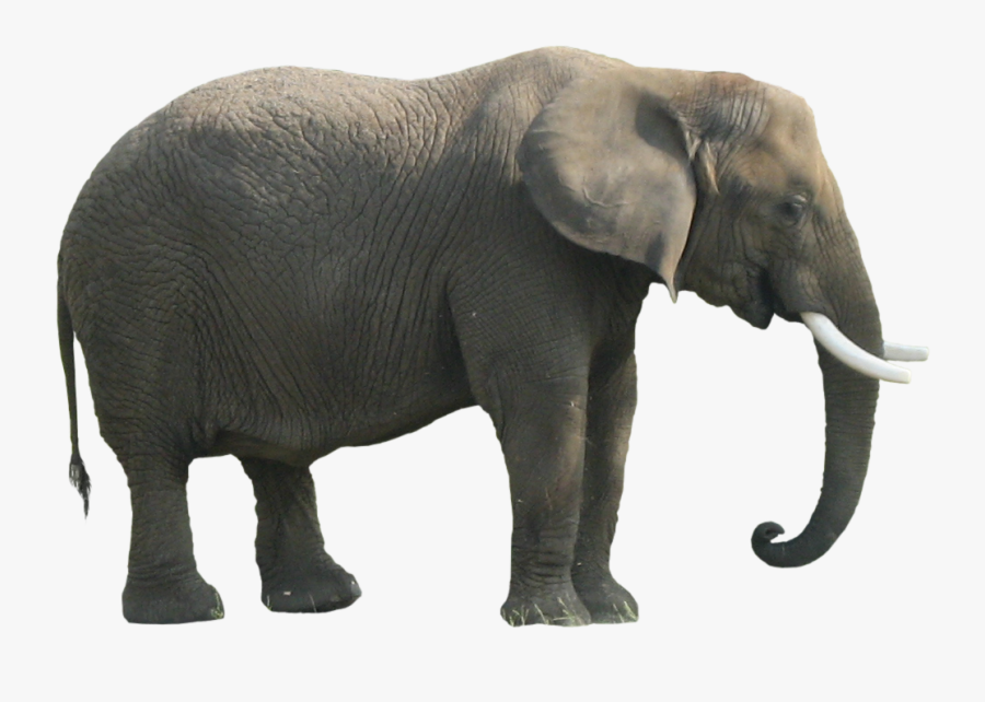 Standing Elephant Png - African Bush Elephant Png, Transparent Clipart