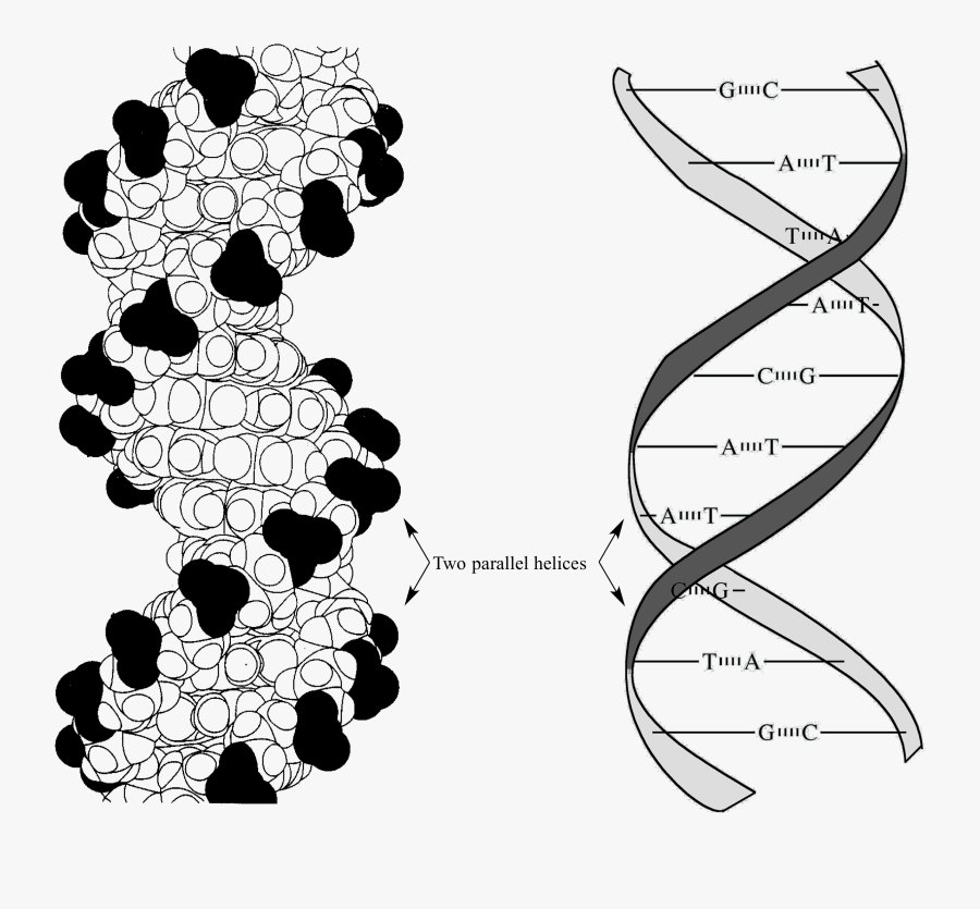 Pi Pi Interaction In Dna, Transparent Clipart