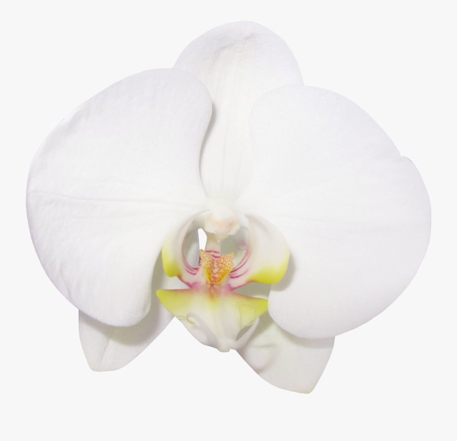Orchids, Transparent Clipart